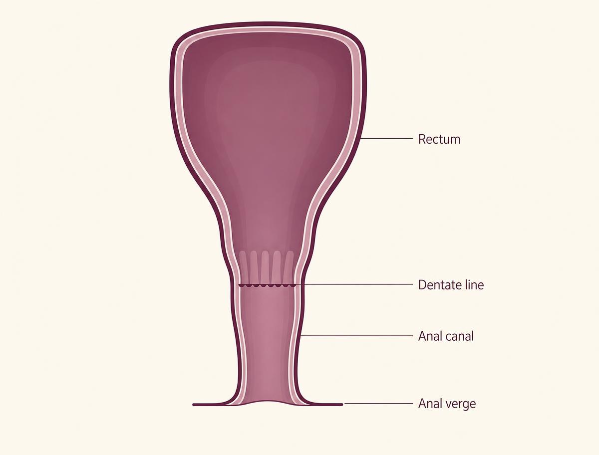 Diagram identifying the rectum, anal canal, dentate line and anal verge.